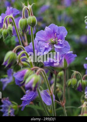 Nahaufnahme einer violetten, harten Geranium pratense „Azure Skies“ (Cranesbill)-Blume und nickenden Blütenknospen in einem britischen Garten im Juni Stockfoto