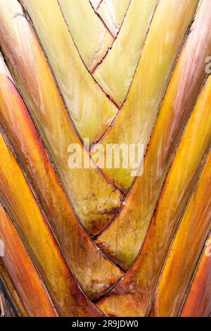 Nahaufnahme der Fächerform der Petiolen des Ravenala oder des Reisenden Baumes, einer Gattung monocotyledoner Blütenpflanzen Stockfoto