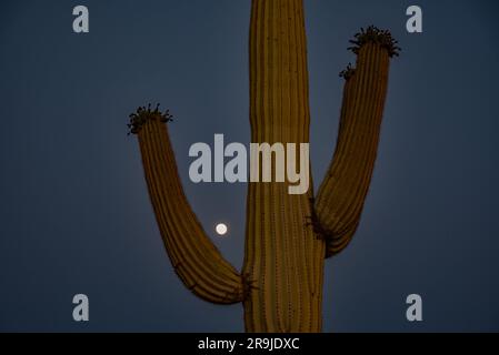 Saguarokaktus (Carnegiea gigantea), Himmel und Vollmond Stockfoto