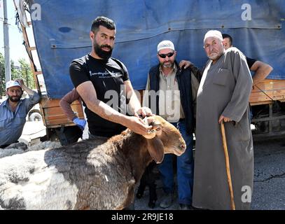Bethlehem, Gaza. 27. Juni 2023. Die Palästinenser kaufen Schafe und Ziegen, um sie für den muslimischen Feiertag von Eid al-Adha, dem Opferfest, in Bethlehem, Westjordanland, am Dienstag, den 27. Juni, zu opfern. 2023. Das viertägige Fest von Eid al-Adha ist der größte Feiertag des Islam und ehrt Ibrahims Bereitschaft, seinen Sohn Ishmael im Gehorsam gegenüber Gott zu opfern. Eid al-Adha beginnt morgen bis Samstag. Foto von Debbie Hill/ Kredit: UPI/Alamy Live News Stockfoto
