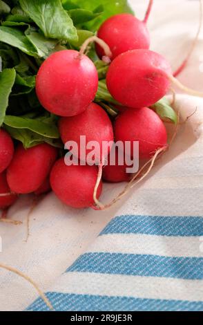 Radieschen auf einem Geschirrtuch aus Stoff Stockfoto