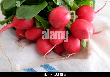 Radieschen auf einem Geschirrtuch aus Stoff Stockfoto