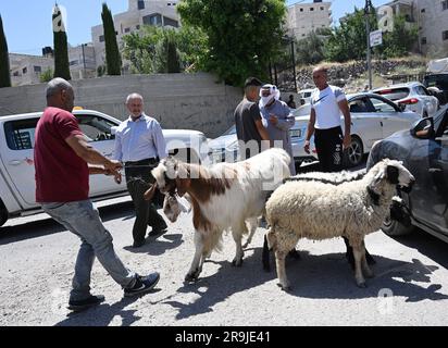 Bethlehem, Westjordanland. 27. Juni 2023. Die Palästinenser kaufen Schafe und Ziegen, um sie für den muslimischen Feiertag von Eid al-Adha, dem Opferfest, in Bethlehem, Westjordanland, am Dienstag, den 27. Juni, zu opfern. 2023. Das viertägige Fest von Eid al-Adha ist der größte Feiertag des Islam und ehrt Ibrahims Bereitschaft, seinen Sohn Ishmael im Gehorsam gegenüber Gott zu opfern. Eid al-Adha beginnt morgen bis Samstag. Foto von Debbie Hill/ Kredit: UPI/Alamy Live News Stockfoto
