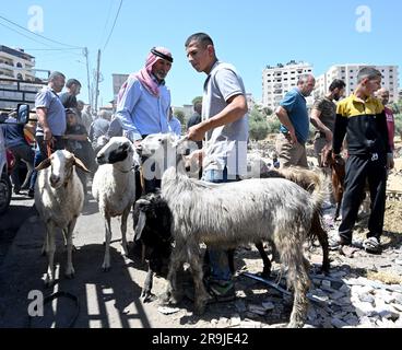 Bethlehem, Westjordanland. 27. Juni 2023. Die Palästinenser kaufen Schafe und Ziegen, um sie für den muslimischen Feiertag von Eid al-Adha, dem Opferfest, in Bethlehem, Westjordanland, am Dienstag, den 27. Juni, zu opfern. 2023. Das viertägige Fest von Eid al-Adha ist der größte Feiertag des Islam und ehrt Ibrahims Bereitschaft, seinen Sohn Ishmael im Gehorsam gegenüber Gott zu opfern. Eid al-Adha beginnt morgen bis Samstag. Foto von Debbie Hill/ Kredit: UPI/Alamy Live News Stockfoto