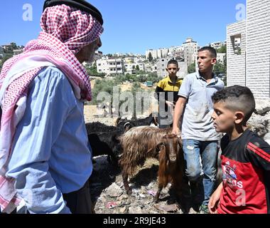 Bethlehem, Westjordanland. 27. Juni 2023. Die Palästinenser kaufen Schafe und Ziegen, um sie für den muslimischen Feiertag von Eid al-Adha, dem Opferfest, in Bethlehem, Westjordanland, am Dienstag, den 27. Juni, zu opfern. 2023. Das viertägige Fest von Eid al-Adha ist der größte Feiertag des Islam und ehrt Ibrahims Bereitschaft, seinen Sohn Ishmael im Gehorsam gegenüber Gott zu opfern. Eid al-Adha beginnt morgen bis Samstag. Foto von Debbie Hill/ Kredit: UPI/Alamy Live News Stockfoto
