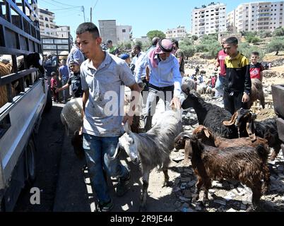 Bethlehem, Westjordanland. 27. Juni 2023. Die Palästinenser kaufen Schafe und Ziegen, um sie für den muslimischen Feiertag von Eid al-Adha, dem Opferfest, in Bethlehem, Westjordanland, am Dienstag, den 27. Juni, zu opfern. 2023. Das viertägige Fest von Eid al-Adha ist der größte Feiertag des Islam und ehrt Ibrahims Bereitschaft, seinen Sohn Ishmael im Gehorsam gegenüber Gott zu opfern. Eid al-Adha beginnt morgen bis Samstag. Foto von Debbie Hill/ Kredit: UPI/Alamy Live News Stockfoto