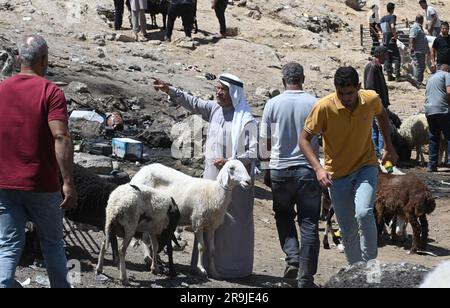 Bethlehem, Westjordanland. 27. Juni 2023. Die Palästinenser kaufen Schafe und Ziegen, um sie für den muslimischen Feiertag von Eid al-Adha, dem Opferfest, in Bethlehem, Westjordanland, am Dienstag, den 27. Juni, zu opfern. 2023. Das viertägige Fest von Eid al-Adha ist der größte Feiertag des Islam und ehrt Ibrahims Bereitschaft, seinen Sohn Ishmael im Gehorsam gegenüber Gott zu opfern. Eid al-Adha beginnt morgen bis Samstag. Foto von Debbie Hill/ Kredit: UPI/Alamy Live News Stockfoto