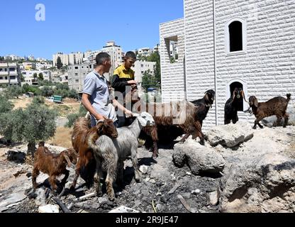 Bethlehem, Westjordanland. 27. Juni 2023. Die Palästinenser kaufen Schafe und Ziegen, um sie für den muslimischen Feiertag von Eid al-Adha, dem Opferfest, in Bethlehem, Westjordanland, am Dienstag, den 27. Juni, zu opfern. 2023. Das viertägige Fest von Eid al-Adha ist der größte Feiertag des Islam und ehrt Ibrahims Bereitschaft, seinen Sohn Ishmael im Gehorsam gegenüber Gott zu opfern. Eid al-Adha beginnt morgen bis Samstag. Foto von Debbie Hill/ Kredit: UPI/Alamy Live News Stockfoto