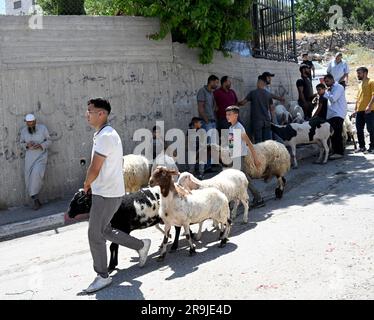 Bethlehem, Westjordanland. 27. Juni 2023. Die Palästinenser kaufen Schafe und Ziegen, um sie für den muslimischen Feiertag von Eid al-Adha, dem Opferfest, in Bethlehem, Westjordanland, am Dienstag, den 27. Juni, zu opfern. 2023. Das viertägige Fest von Eid al-Adha ist der größte Feiertag des Islam und ehrt Ibrahims Bereitschaft, seinen Sohn Ishmael im Gehorsam gegenüber Gott zu opfern. Eid al-Adha beginnt morgen bis Samstag. Foto von Debbie Hill/ Kredit: UPI/Alamy Live News Stockfoto