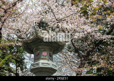Blick aus dem niedrigen Winkel auf eine bronzefarbene Zierlaterne mit rosa-weißer Kirschblüte oder Sakura auf einem Zweig eines japanischen Kirschbaums im Hintergrund Stockfoto