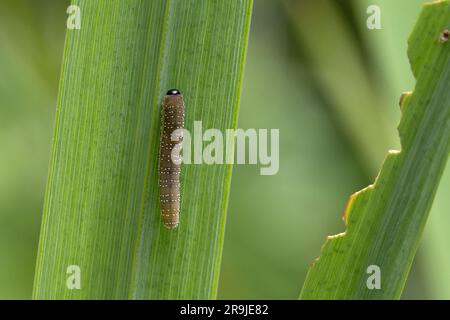 Iris Sawfly (Rhadinoceraea micans) Raupe auf der Flagge Iris (Iris pseudacorus) Norfolk Juni 2023 Stockfoto