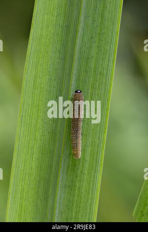 Iris Sawfly (Rhadinoceraea micans) Raupe auf der Flagge Iris (Iris pseudacorus) Norfolk Juni 2023 Stockfoto