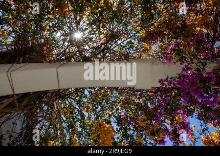 Eine Explosion von Farben mit der Bougainvillea, die die Häuser und Straßen von Puerto de Mogán, Gran Canaria, Spanien schmückt Stockfoto