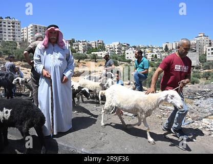 Bethlehem, Westjordanland. 27. Juni 2023. Die Palästinenser kaufen Schafe und Ziegen, um sie für den muslimischen Feiertag von Eid al-Adha, dem Opferfest, in Bethlehem, Westjordanland, am Dienstag, den 27. Juni, zu opfern. 2023. Das viertägige Fest von Eid al-Adha ist der größte Feiertag des Islam und ehrt Ibrahims Bereitschaft, seinen Sohn Ishmael im Gehorsam gegenüber Gott zu opfern. Eid al-Adha beginnt morgen bis Samstag. Foto von Debbie Hill/ Kredit: UPI/Alamy Live News Stockfoto