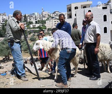 Bethlehem, Gaza. 27. Juni 2023. Die Palästinenser kaufen Schafe und Ziegen, um sie für den muslimischen Feiertag von Eid al-Adha, dem Opferfest, in Bethlehem, Westjordanland, am Dienstag, den 27. Juni, zu opfern. 2023. Das viertägige Fest von Eid al-Adha ist der größte Feiertag des Islam und ehrt Ibrahims Bereitschaft, seinen Sohn Ishmael im Gehorsam gegenüber Gott zu opfern. Eid al-Adha beginnt morgen bis Samstag. Foto von Debbie Hill/ Kredit: UPI/Alamy Live News Stockfoto