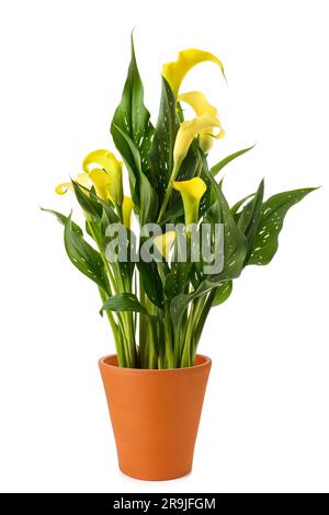 Gelbe Calla-Pflanze in Vase isoliert auf weißem Hintergrund Stockfoto