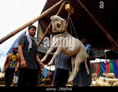 Juni 26,2023, Srinagar Kaschmir, Indien : Kaschmiris wiegen ein Schaf, bevor sie vor dem Eid-al-Adha-Festival in Srinagar auf einem offenen Viehmarkt einkaufen. Muslime auf der ganzen Welt feiern Eid-Al-Adha, indem sie Vieh wie Kamele, Schafe, Ziegen und Kühe schlachten, um der Hingabe des Propheten Abraham an Allah Tribut zu zollen. Am 26,2023. Juni in Srinagar Kaschmir, Indien. (Foto: Firdous Nazir/Eyepix Group/Sipa USA) Stockfoto