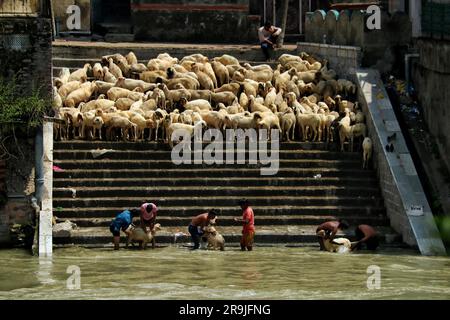 Juni 26,2023, Srinagar Kaschmir, Indien : Indische Viehverkäufer waschen Schafe an einem Fluss, bevor sie sie vor dem Eid-al-Adha Festival in Srinagar verkaufen. Muslime auf der ganzen Welt feiern Eid-Al-Adha, indem sie Vieh wie Kamele, Schafe, Ziegen und Kühe schlachten, um der Hingabe des Propheten Abraham an Allah Tribut zu zollen. Am 26,2023. Juni in Srinagar Kaschmir, Indien. (Foto: Firdous Nazir/Eyepix Group/Sipa USA) Stockfoto