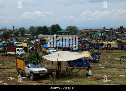 Juni 26,2023, Srinagar Kaschmir, Indien : Schafe werden auf einem Viehmarkt vor dem Eid-al-Adha-Festival in Srinagar gesehen. Muslime auf der ganzen Welt feiern Eid-Al-Adha, indem sie Vieh wie Kamele, Schafe, Ziegen und Kühe schlachten, um der Hingabe des Propheten Abraham an Allah Tribut zu zollen. Am 26,2023. Juni in Srinagar Kaschmir, Indien. (Foto: Firdous Nazir/Eyepix Group/Sipa USA) Stockfoto