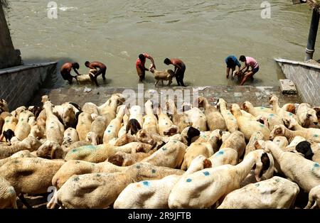 Juni 26,2023, Srinagar Kaschmir, Indien : Indische Viehverkäufer waschen Schafe an einem Fluss, bevor sie sie vor dem Eid-al-Adha Festival in Srinagar verkaufen. Muslime auf der ganzen Welt feiern Eid-Al-Adha, indem sie Vieh wie Kamele, Schafe, Ziegen und Kühe schlachten, um der Hingabe des Propheten Abraham an Allah Tribut zu zollen. Am 26,2023. Juni in Srinagar Kaschmir, Indien. (Foto: Firdous Nazir/Eyepix Group/Sipa USA) Stockfoto