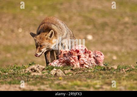 Ein Rotfuchs, der Fleisch auf einer Wiese isst. Spanien. Stockfoto