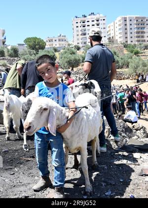 Bethlehem, Westjordanland. 27. Juni 2023. Die Palästinenser kaufen Schafe und Ziegen, um sie für den muslimischen Feiertag von Eid al-Adha, dem Opferfest, in Bethlehem, Westjordanland, am Dienstag, den 27. Juni, zu opfern. 2023. Das viertägige Fest von Eid al-Adha ist der größte Feiertag des Islam und ehrt Ibrahims Bereitschaft, seinen Sohn Ishmael im Gehorsam gegenüber Gott zu opfern. Eid al-Adha beginnt morgen bis Samstag. Foto von Debbie Hill/ Kredit: UPI/Alamy Live News Stockfoto