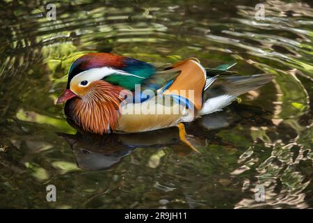 Männliche Mandarinente schwimmt auf einem See. Nahaufnahme einer Ente auf dem Wasser. Mandarinente (Aix galericulata) in Kelsey Park, Beckenham, Kent, Großbritannien. Stockfoto