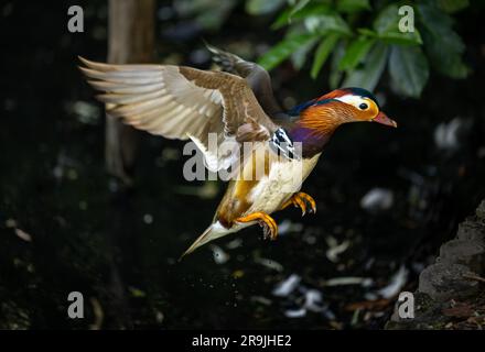 Männliche Mandarinenente im Flug landet gleich. Mandarinente (Aix galericulata) in Kelsey Park, Beckenham, Kent, Großbritannien. Stockfoto