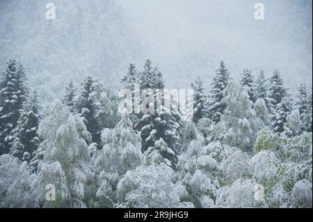 Von oben: Malerische Landschaft mit schneebedeckten Nadelbäumen in einem Wald Stockfoto