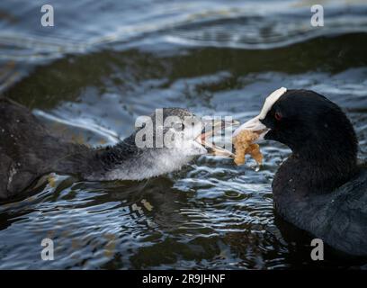 Coot füttert seine Küken, während er auf einem See schwimmt. Coot (Fulica atra) in Kelsey Park, Beckenham, Kent, Großbritannien. Stockfoto