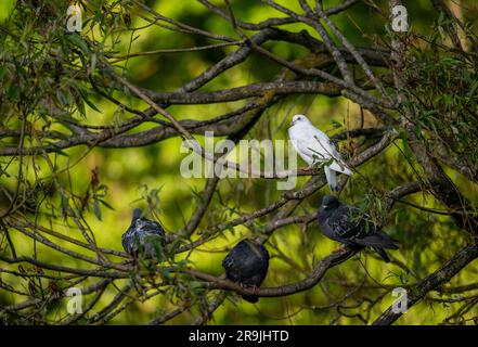 Felsentauben oder gewöhnliche Tauben oder wilde Tauben, die auf einem Baum sitzen. Gemeine Taube (Columba livia) in Kelsey Park, Beckenham, Kent, Vereinigtes Königreich. Stockfoto