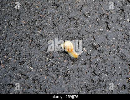 Große Gartenschnecke in Muschel kriechen auf nasser Straße Eile nach Hause, Schnecke Helix bestehen aus essbaren leckeren Lebensmitteln gewickelt Schale, um Körper, natürliche Tierschnecke zu schützen Stockfoto