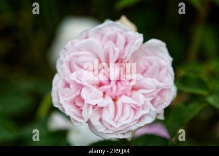 Blassrosa Doppelsommerblume mit Kletterrose Rosa Souvenir de la malmaison im britischen Garten Juni Stockfoto