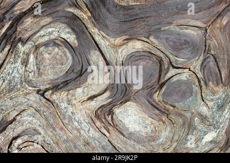 Makrofotografie von Mustern in einem Treibholzstamm; Long Beach Peninsula, Washington Coast Stockfoto