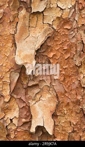 Nahaufnahme der strukturierten Rinde eines hohen stewartia-Baumes, bekannt als Stewartia monadelpha, ein Mitglied der Kamelienfamilie, die aus dem gemäßigten Regenwald stammt Stockfoto