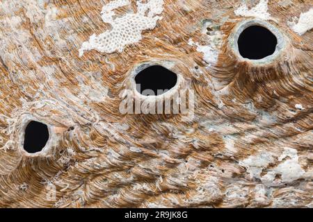 Nahaufnahme der Außenfläche einer mexikanischen Abalone-Muschel Stockfoto