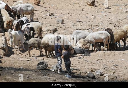 Bethlehem, Westjordanland. 27. Juni 2023. Die Palästinenser kaufen Schafe und Ziegen, um sie für den muslimischen Feiertag von Eid al-Adha, dem Opferfest, in Bethlehem, Westjordanland, am Dienstag, den 27. Juni, zu opfern. 2023. Das viertägige Fest von Eid al-Adha ist der größte Feiertag des Islam und ehrt Ibrahims Bereitschaft, seinen Sohn Ishmael im Gehorsam gegenüber Gott zu opfern. Eid al-Adha beginnt morgen bis Samstag. Foto von Debbie Hill/ Kredit: UPI/Alamy Live News Stockfoto