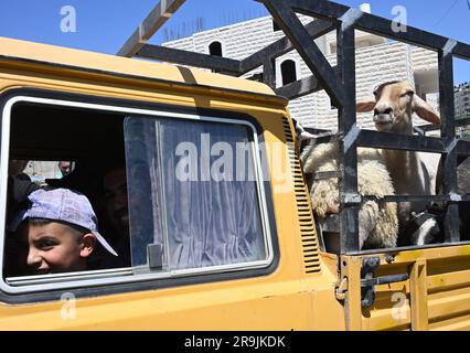 Bethlehem, Westjordanland. 27. Juni 2023. Die Palästinenser kaufen Schafe und Ziegen, um sie für den muslimischen Feiertag von Eid al-Adha, dem Opferfest, in Bethlehem, Westjordanland, am Dienstag, den 27. Juni, zu opfern. 2023. Das viertägige Fest von Eid al-Adha ist der größte Feiertag des Islam und ehrt Ibrahims Bereitschaft, seinen Sohn Ishmael im Gehorsam gegenüber Gott zu opfern. Eid al-Adha beginnt morgen bis Samstag. Foto von Debbie Hill/ Kredit: UPI/Alamy Live News Stockfoto