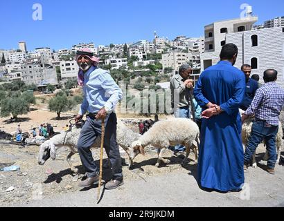 Bethlehem, Westjordanland. 27. Juni 2023. Die Palästinenser kaufen Schafe und Ziegen, um sie für den muslimischen Feiertag von Eid al-Adha, dem Opferfest, in Bethlehem, Westjordanland, am Dienstag, den 27. Juni, zu opfern. 2023. Das viertägige Fest von Eid al-Adha ist der größte Feiertag des Islam und ehrt Ibrahims Bereitschaft, seinen Sohn Ishmael im Gehorsam gegenüber Gott zu opfern. Eid al-Adha beginnt morgen bis Samstag. Foto von Debbie Hill/ Kredit: UPI/Alamy Live News Stockfoto