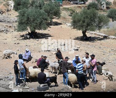 Bethlehem, Westjordanland. 27. Juni 2023. Die Palästinenser kaufen Schafe und Ziegen, um sie für den muslimischen Feiertag von Eid al-Adha, dem Opferfest, in Bethlehem, Westjordanland, am Dienstag, den 27. Juni, zu opfern. 2023. Das viertägige Fest von Eid al-Adha ist der größte Feiertag des Islam und ehrt Ibrahims Bereitschaft, seinen Sohn Ishmael im Gehorsam gegenüber Gott zu opfern. Eid al-Adha beginnt morgen bis Samstag. Foto von Debbie Hill/ Kredit: UPI/Alamy Live News Stockfoto
