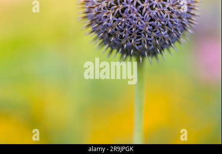 Nahaufnahme eines lila allium-Blumenkopfes auf einem farbenfrohen natürlichen Hintergrund, der während der Frühjahrssaison in Halifax gedreht wurde. Leerzeichen für Text kopieren Stockfoto