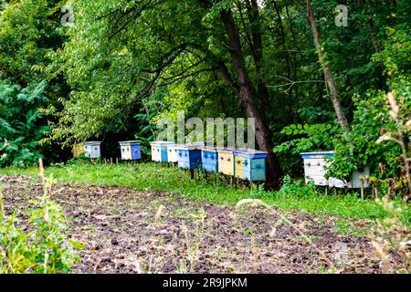 Geflügelte Biene fliegt langsam zum Bienenstock sammeln Nektar auf privater Imkerei aus lebenden Blumen, Imkerei bestehend aus Dorfbeekive, Blütenstaub auf Bienenbeinen, Stockfoto