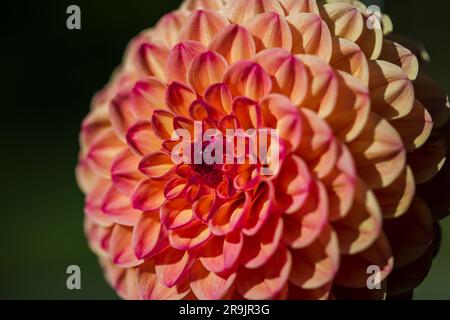 Nahaufnahme von Red Ruskin Diane (Dahlia) mit den Morgenmisten mit perfektem geometrischen Muster. Ein perfekter Fibonacci in der Natur gesehen Stockfoto