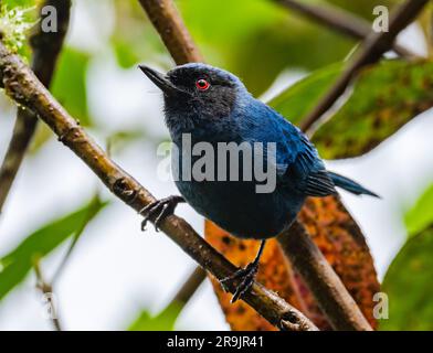 Ein maskierter Blütenpiercer (Diglossa cyanea) auf einem Ast. Kolumbien, Südamerika. Stockfoto