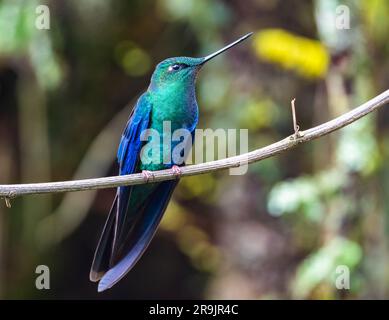 Ein männlicher großer Sapphirewing-Kolibri (Pterophanes cyanopterus), der auf einem Ast sitzt. Kolumbien, Südamerika. Stockfoto