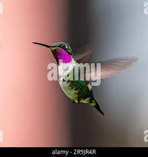 Ein männlicher Weißbauch-Kolibri aus Woodstar (Chaetocercus mulsant), der in der Luft schwebt. Kolumbien, Südamerika. Stockfoto