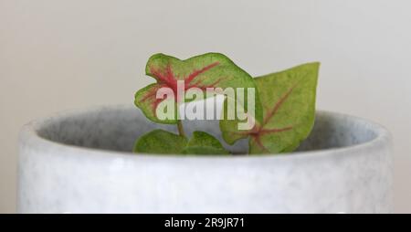 Nahaufnahme eines Caladium, Hauspflanze mit grünen Blättern und rosa Venen, isoliert vor weißem Hintergrund. Querformat. Stockfoto