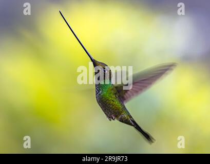 Ein Schwertschnecken-Kolibri (Ensifera ensifera) schwebt in der Luft. Kolumbien, Südamerika. Stockfoto