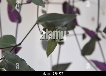 Gibasis Geniculata (Tahitian Bridal Veil), hängende Hauspflanze. Weinreben mit silbergrünen und lila Blättern. Isoliert vor weißem Hintergrund. Stockfoto
