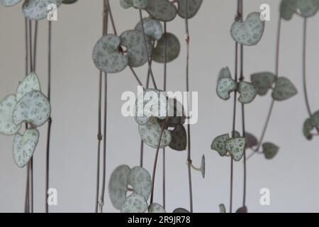 Kette von Herzen Haus Pflanze (Ceropegia woodii) nachlaufende Reben hängen isoliert vor einem weißen Holz Hintergrund. Querformat. Stockfoto